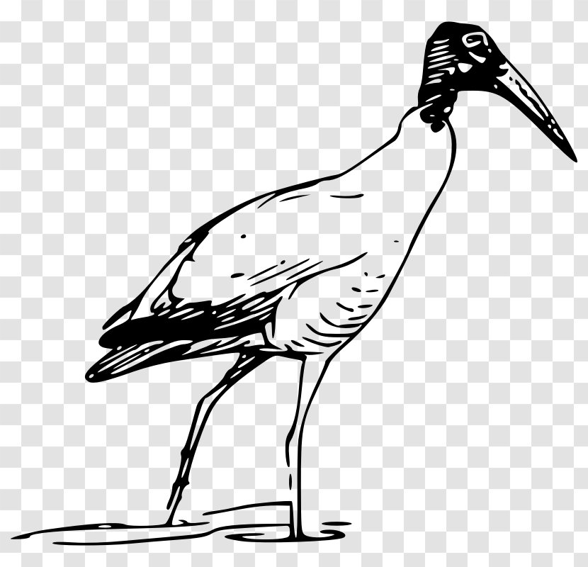 Bird Scarlet Ibis Clip Art - Scalable Vector Graphics - Stork Transparent PNG