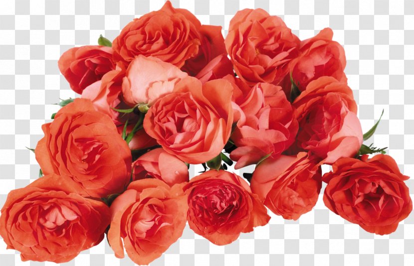 Beach Rose Desktop Wallpaper Flower Computer High-definition Television - Bud - White Roses Transparent PNG