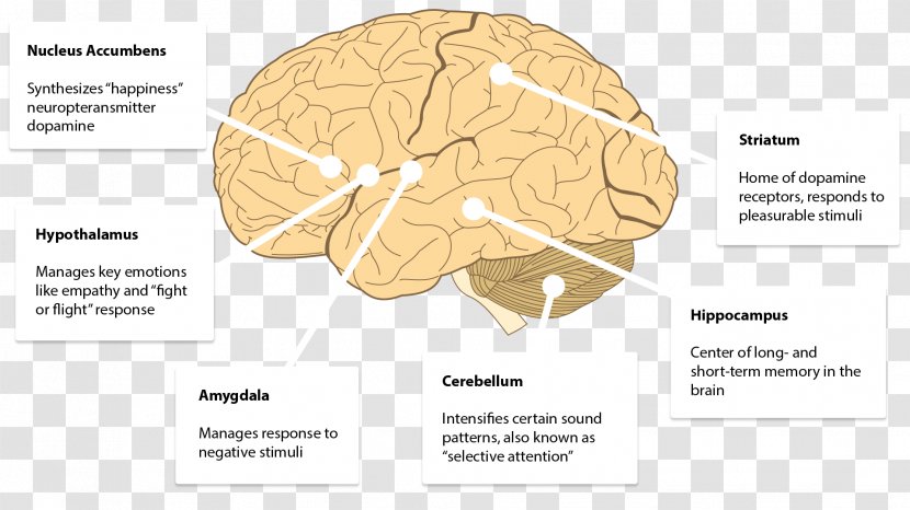 Brain Human Behavior Diagram - Tree Transparent PNG