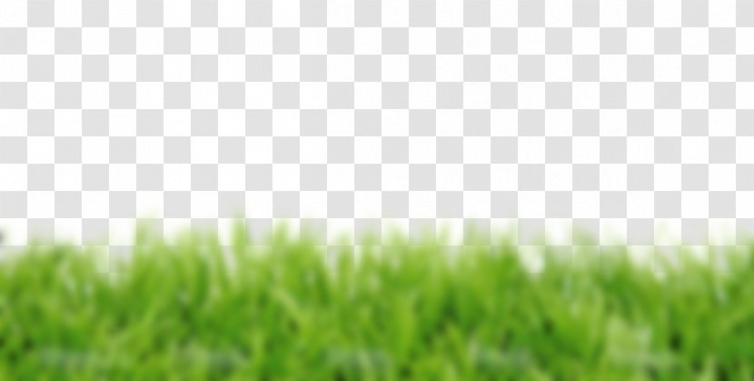 Lawn Royalty-free Stock Photography Fotolia - Herbe Transparent PNG