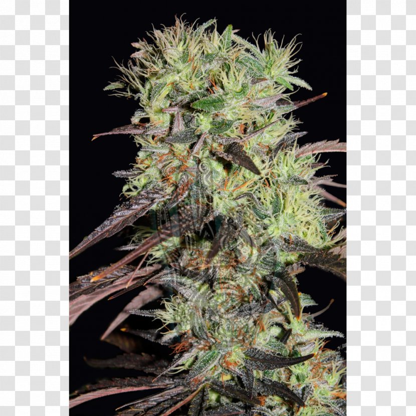 Cannabis Sativa Kush Feminized Seed - Seeds Transparent PNG