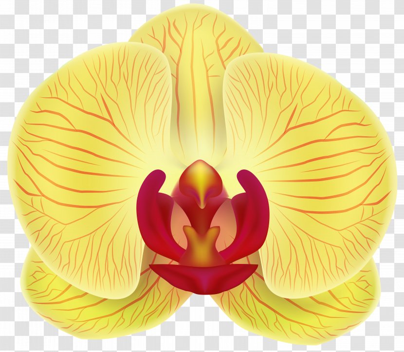 Moth Orchids Yellow - Flower Transparent PNG