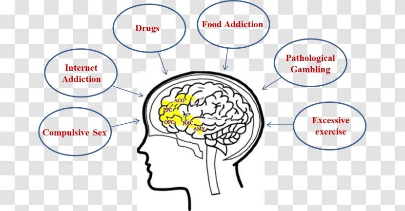 Brain Amygdala Addictive Behavior Addiction Anterior Cingulate Cortex - Heart - Binge Eating Transparent PNG