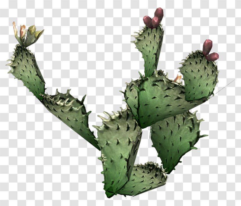 Cactaceae Prickly Pear Succulent Plant Clip Art - San Pedro Cactus Transparent PNG