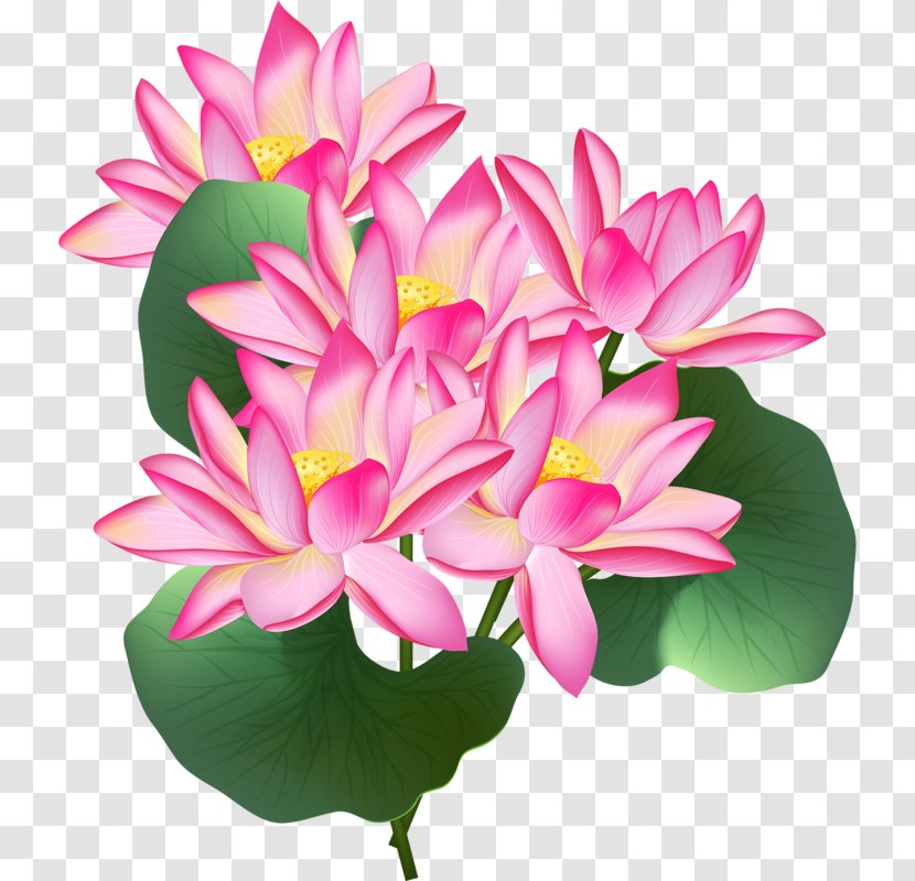Nelumbo Nucifera Stock Illustration Clip Art - Floristry - Pink Lotus Transparent PNG