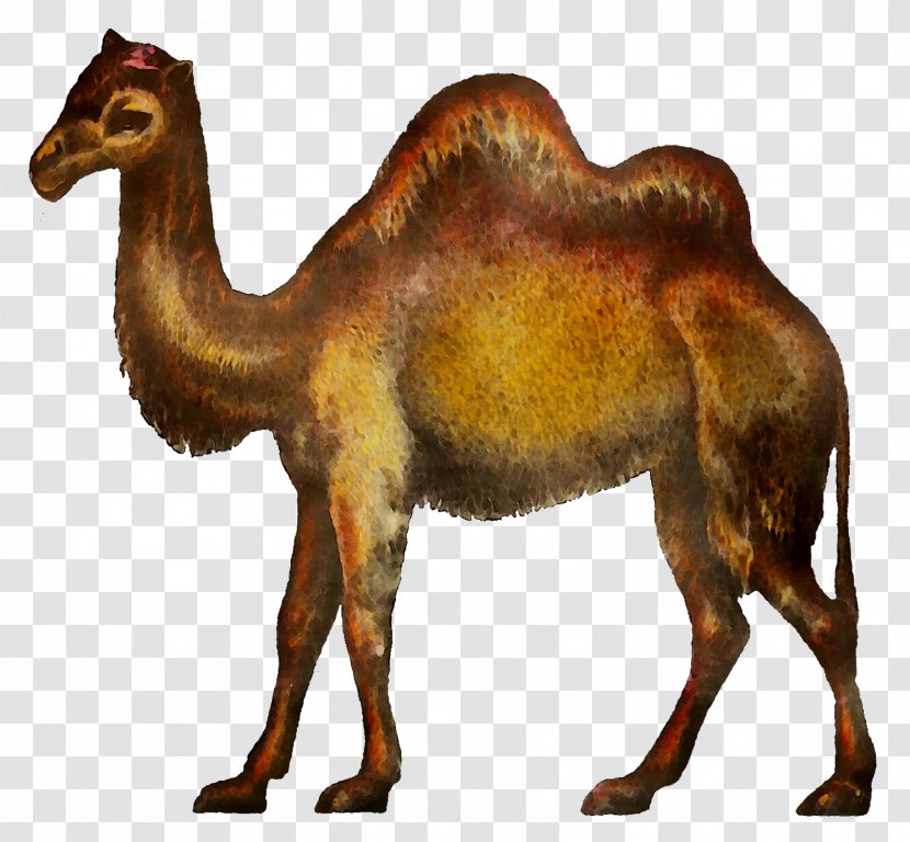 Clip Art Dromedary Bactrian Camel Image - Adaptation - Terrestrial Animal Transparent PNG