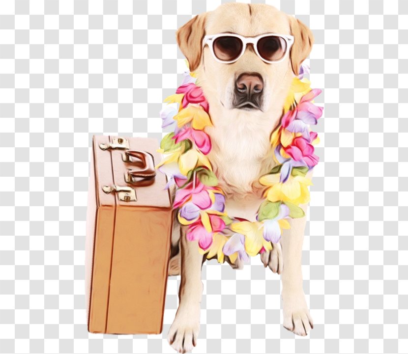 Dog And Cat - Sporting Group - Glasses Costume Transparent PNG