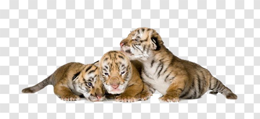 Tiger Stock Photography Animal - Snout - Three Small Transparent PNG