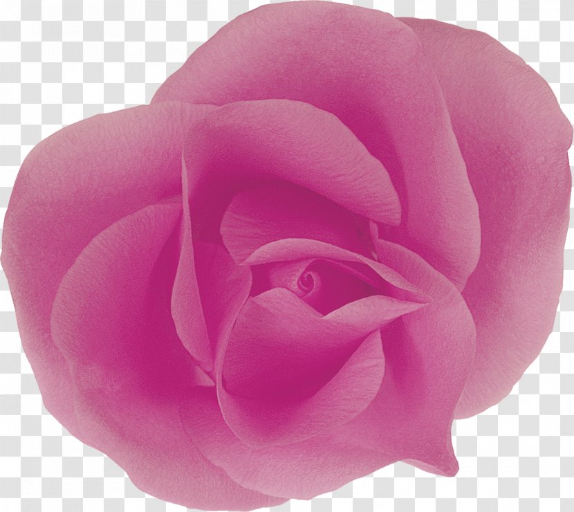 Garden Roses Centifolia Floribunda Cut Flowers Petal - Rose Order Transparent PNG