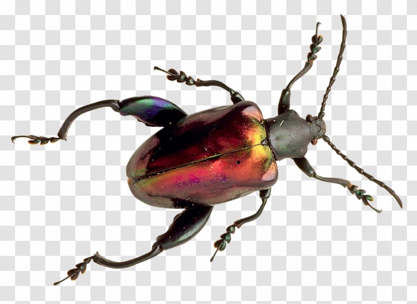 Beetle Icon - Arthropod Transparent PNG