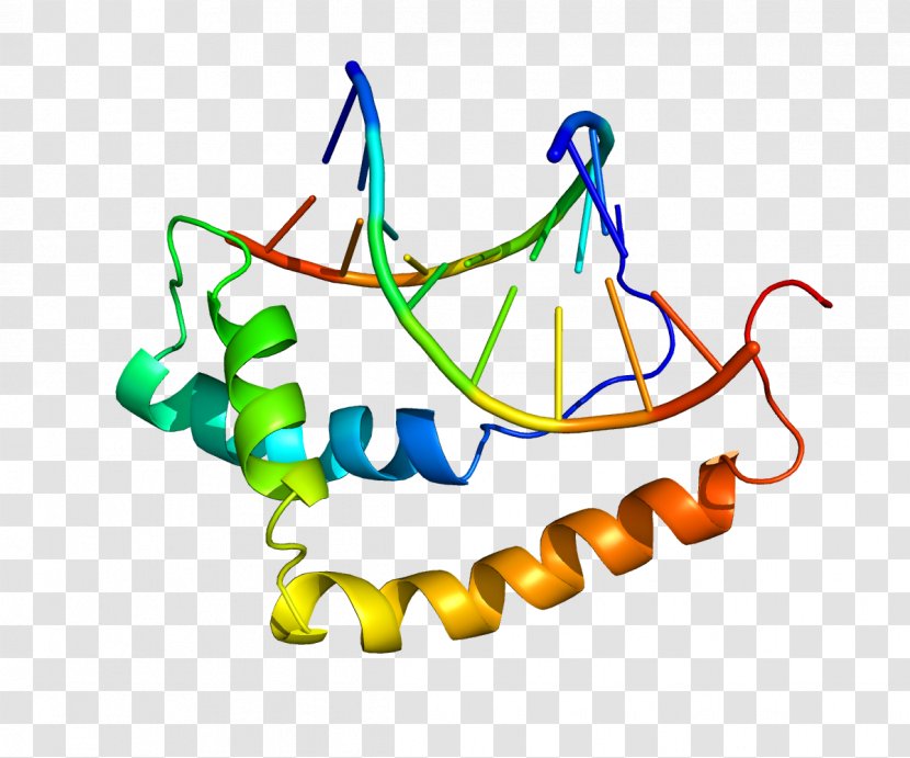 SOX9 Testis-determining Factor SOX Gene Family SOX3 Protein - Structure - Steroidogenic 1 Transparent PNG