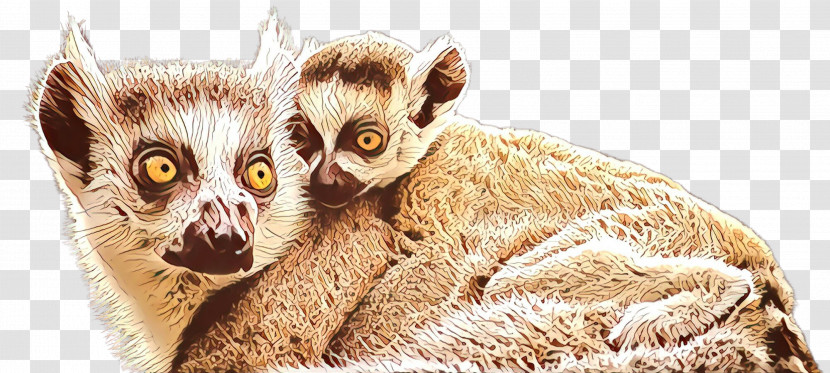 Lemur Slow Loris Loris Mouse Lemur Pygmy Slow Loris Transparent PNG