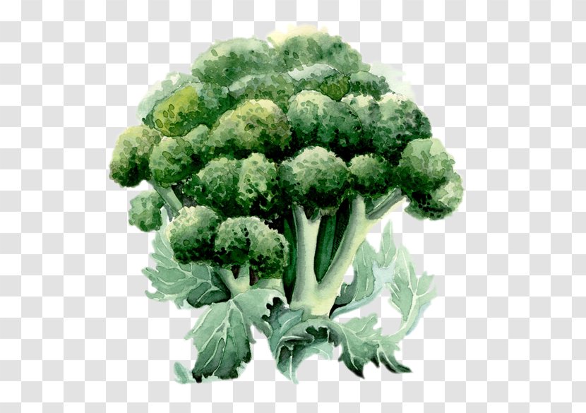 Broccoli Watercolor Painting Drawing Illustration - Heracleum Plant Transparent PNG