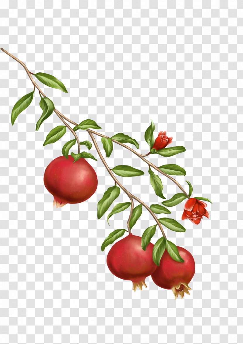 Barbados Cherry Pomegranate Juice Lingonberry Shower Gel - Bush Tomato - Seeds Transparent PNG