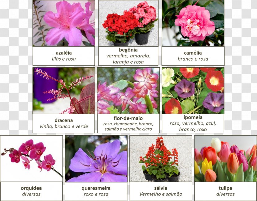 Floral Design Cut Flowers Petal Autumn - Floristry - Flower Transparent PNG