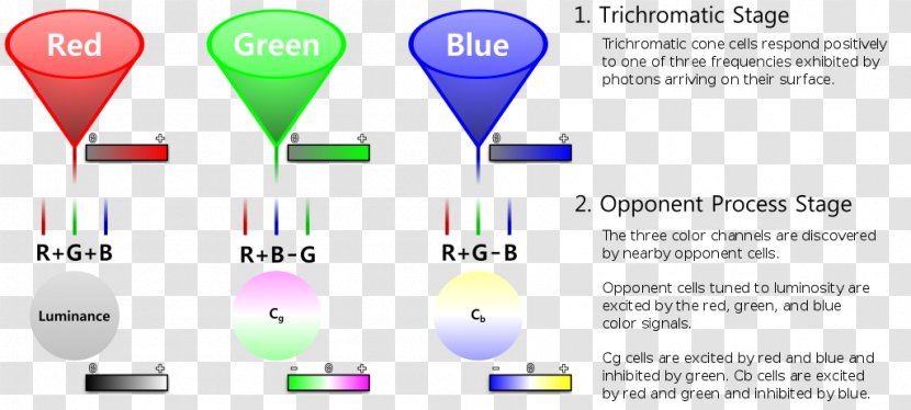 Information Processing Color Image Machine Learning Light - Colour Vision Transparent PNG