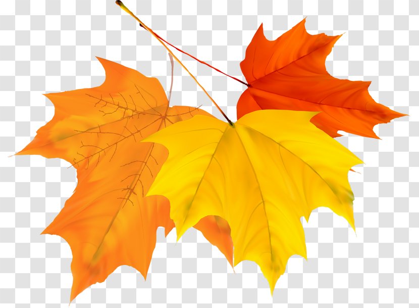 Maple Leaf Autumn - Color Transparent PNG