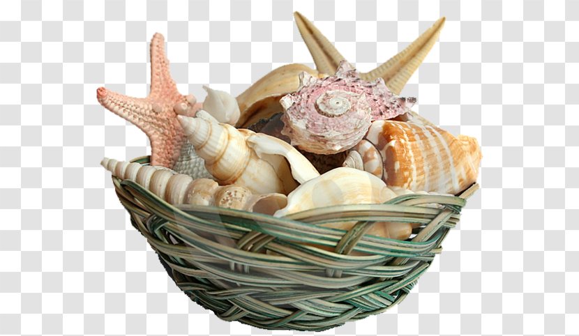 Seashell Shell Beach Mollusc - Gift Basket Transparent PNG