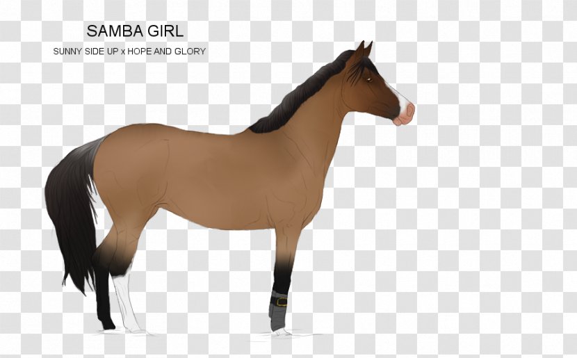 Mane Mustang Foal Stallion Colt - Horse Supplies Transparent PNG