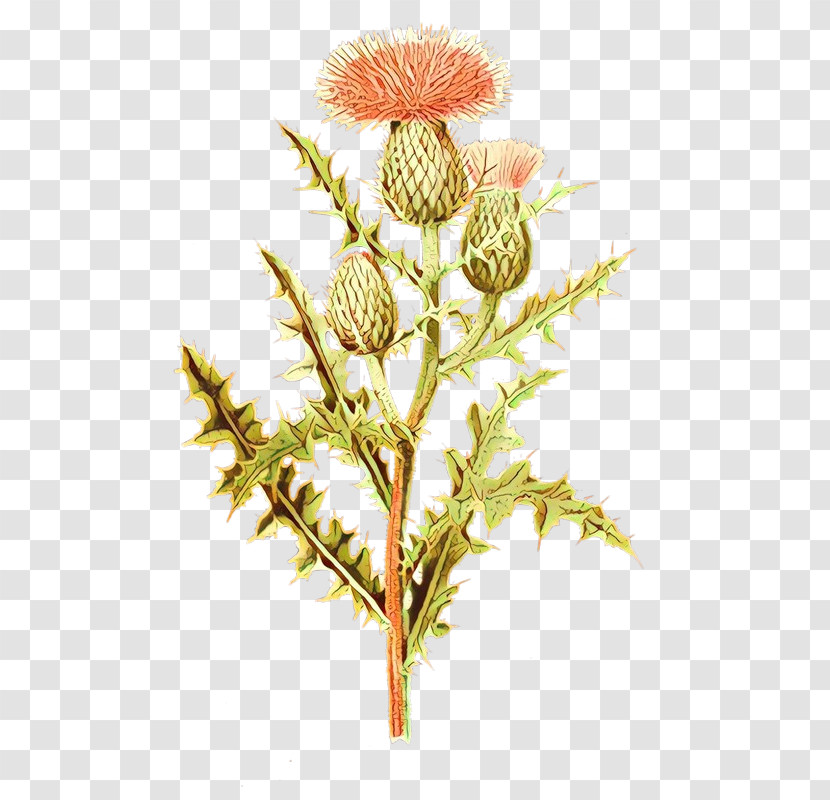 Flower Plant Thistle Transparent PNG