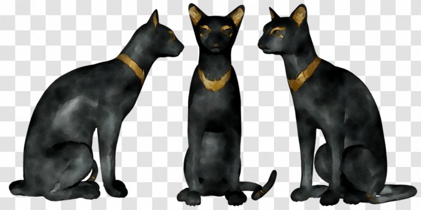 Whiskers Cat Dog Mammal Canidae - Animal Figure - Small To Mediumsized Cats Transparent PNG