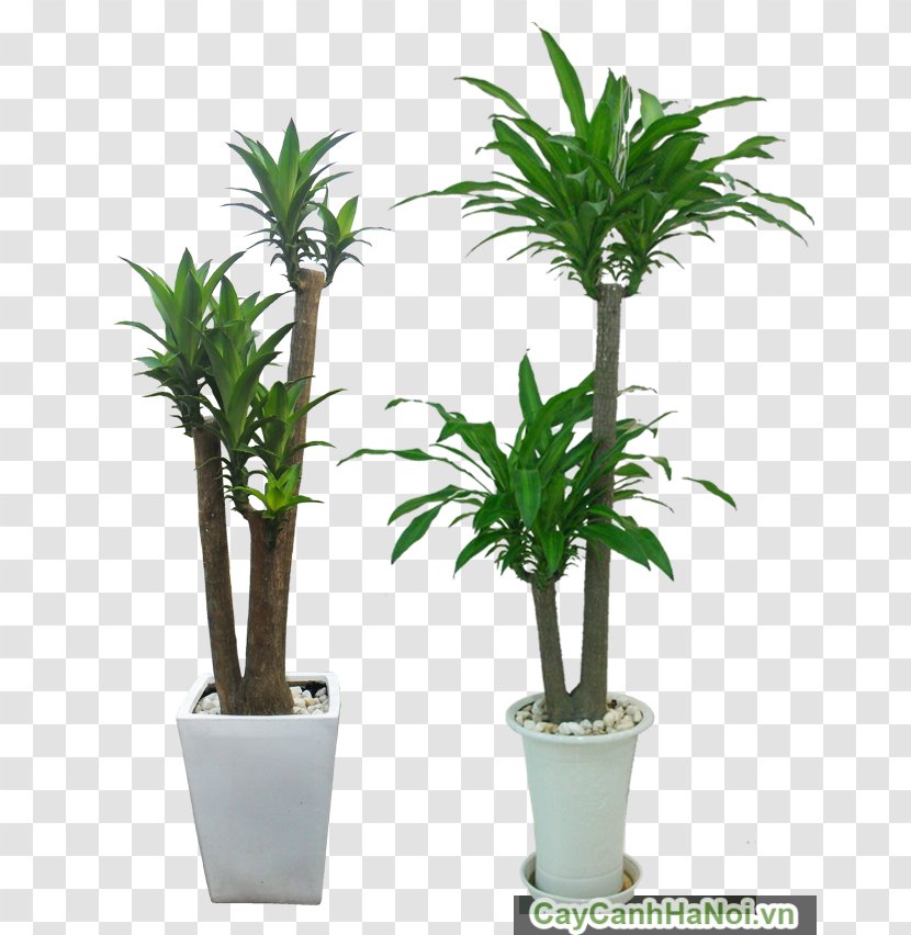Hanoi Ornamental Plant Tree Arecaceae Light - House Transparent PNG