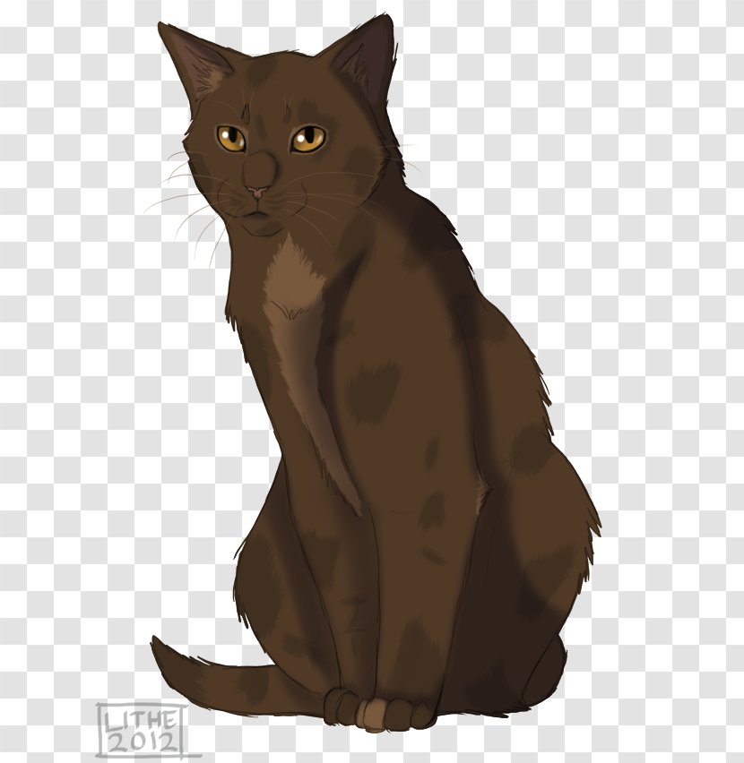 Kitten Burmese Cat Havana Brown Korat Bombay Transparent PNG