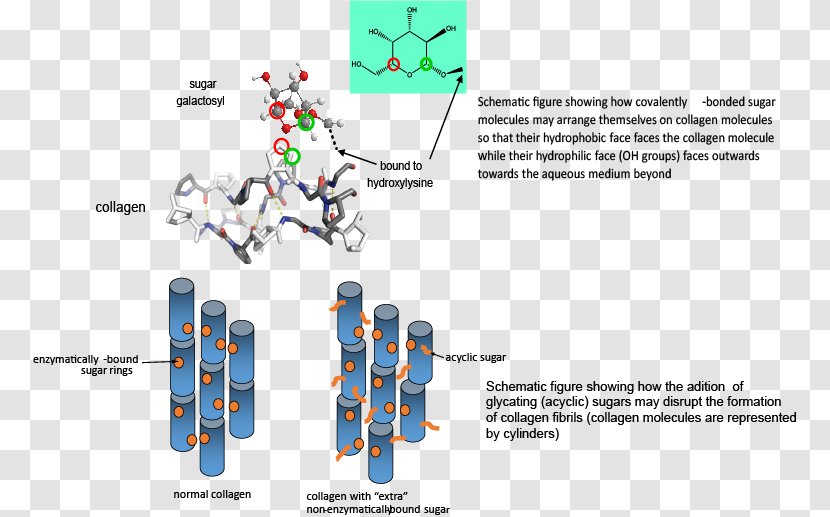 Glycation Collagen Glycosylation Diabetes Mellitus Molecule - Diagram Transparent PNG
