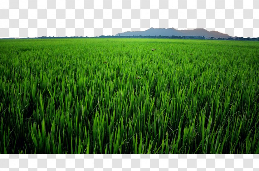 Crop Paddy Field Oryza Sativa - Sky - Remote Rice Fields Transparent PNG