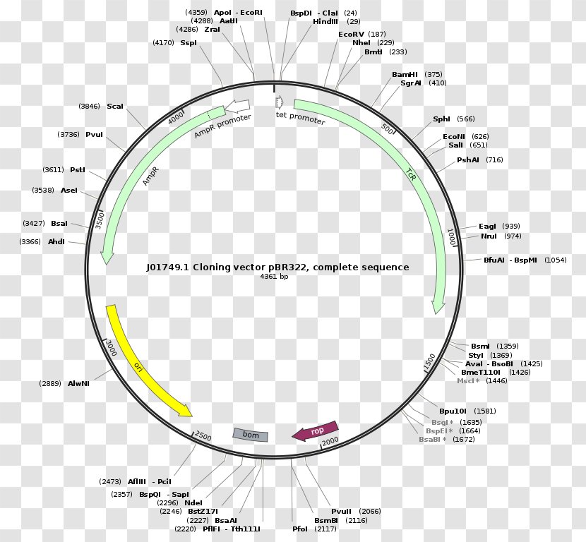 PBR322 Cloning Vector Plasmid - Origin Of Replication Transparent PNG