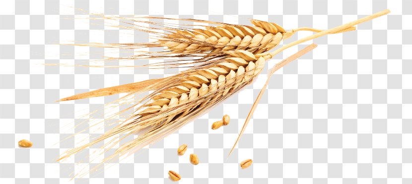 Emmer Cereal Grain Wheatbelt Common Wheat - Flour - Oat Transparent PNG