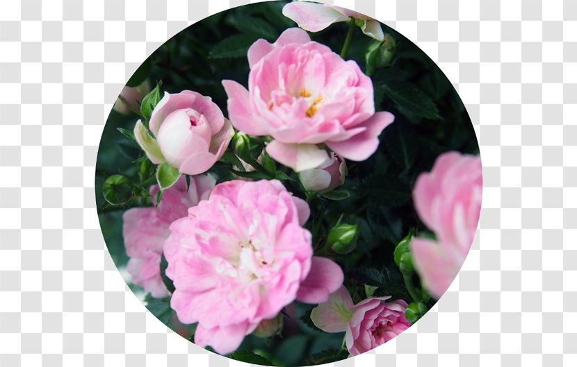 Floribunda Cabbage Rose Mother's Day Garden Roses Memorial - Pink Family Transparent PNG