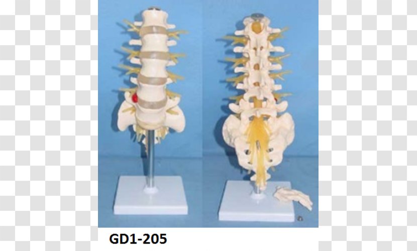 Cauda Equina Spinal Nerve Vertebral Column Lumbar Vertebrae Transparent PNG