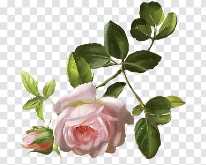 Garden Roses Cabbage Rose Flower Bokmärke - Petal Transparent PNG