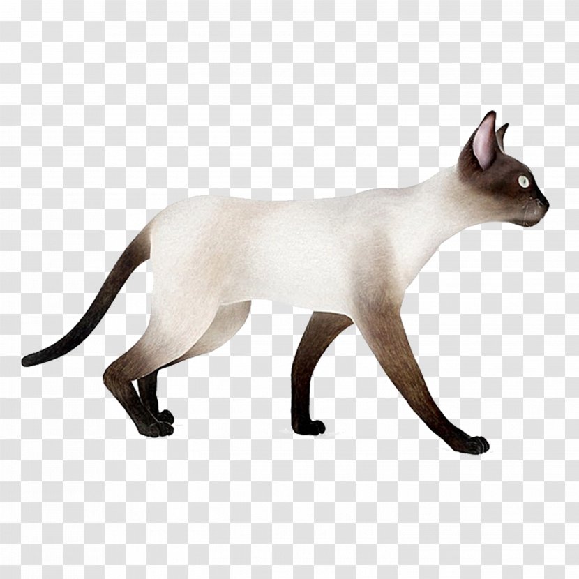 Siamese Cat Whiskers Domestic Short-haired 3D Modeling Computer Graphics - Fbx - White Transparent PNG