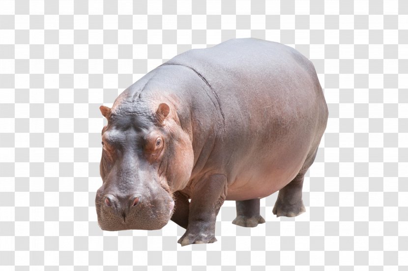 Hippopotamus Rhinoceros - Fiona - Hippo Transparent PNG