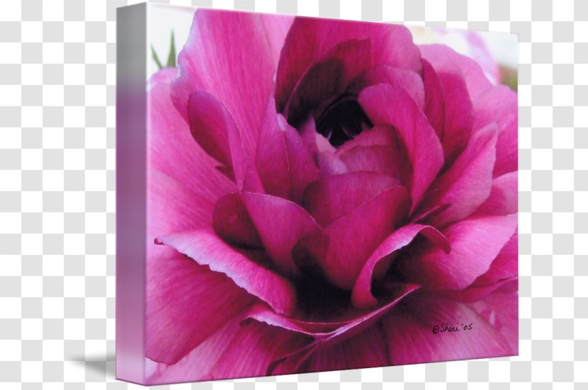 Centifolia Roses Garden Peony Petal - Rose Family Transparent PNG