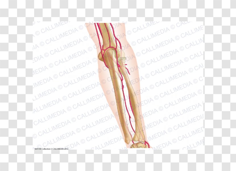 Thumb Elbow Forearm Artery Anatomy - Heart - Interosseous Membrane Of Transparent PNG