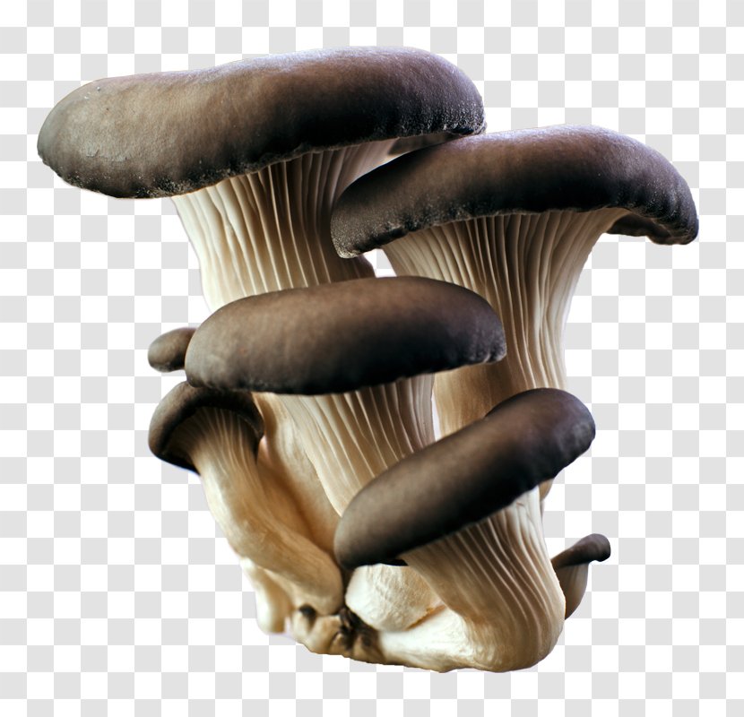 Oyster Mushroom Food Common - Edible Transparent PNG