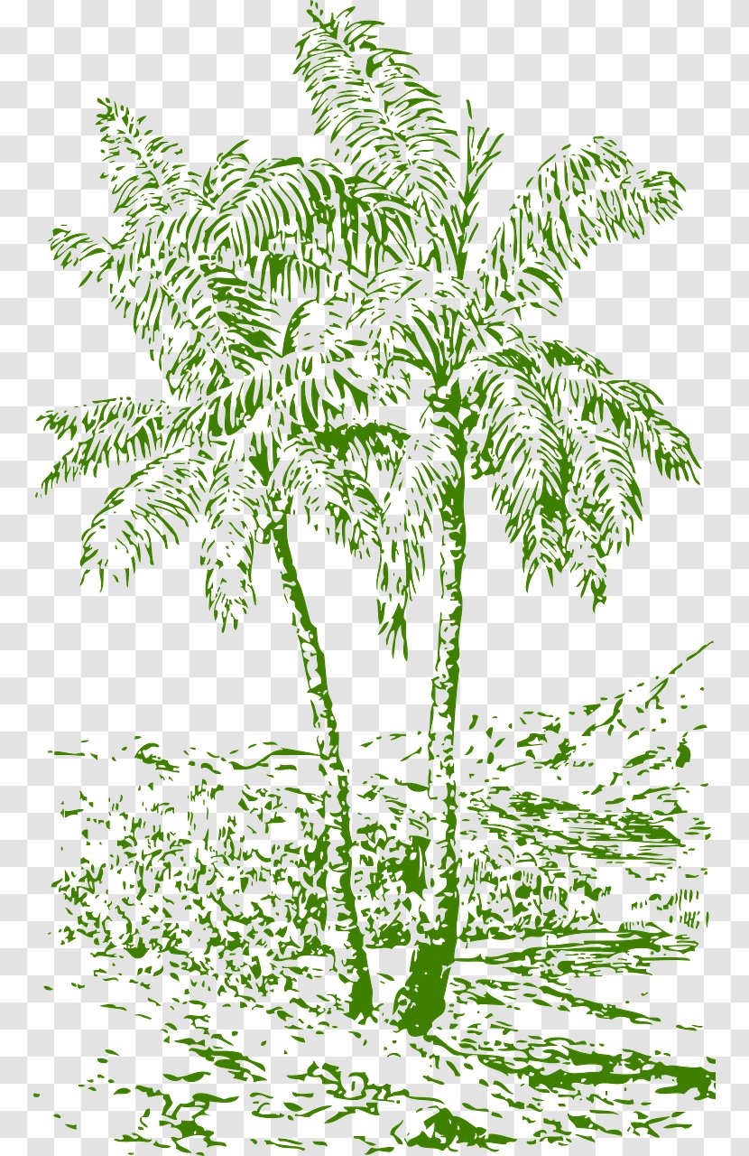 Arecaceae Drawing Coconut Tree - Arecales - Palm Clipart Transparent PNG