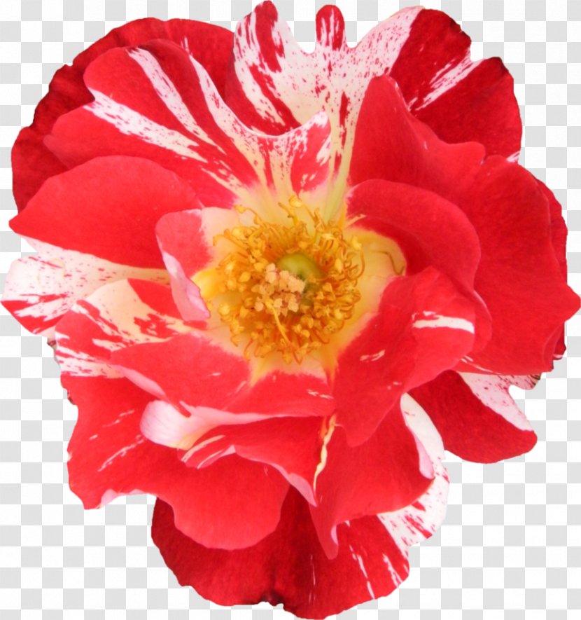Garden Roses Cabbage Rose Floribunda Chinese Cuisine Peony - Order - Fresh Flowers Transparent PNG