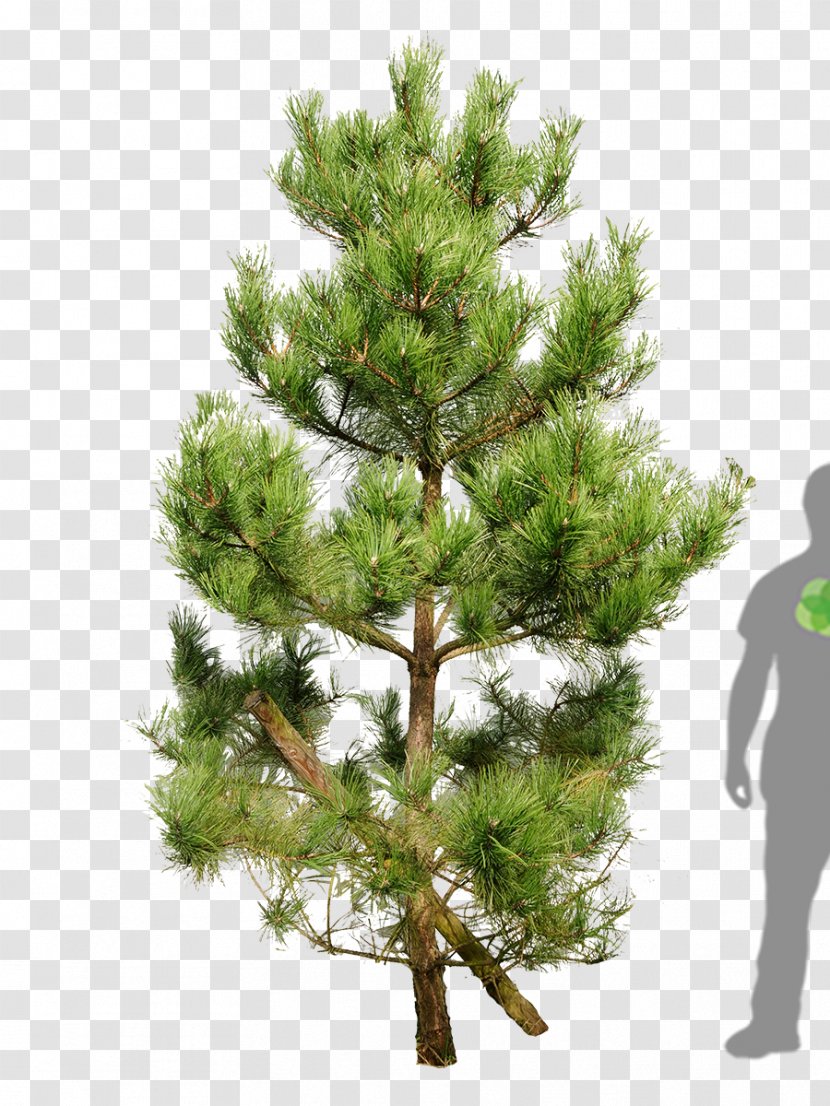 Scots Pine Fir Tree Pinus Nigra Mountain - Conifer - Leaves Transparent PNG