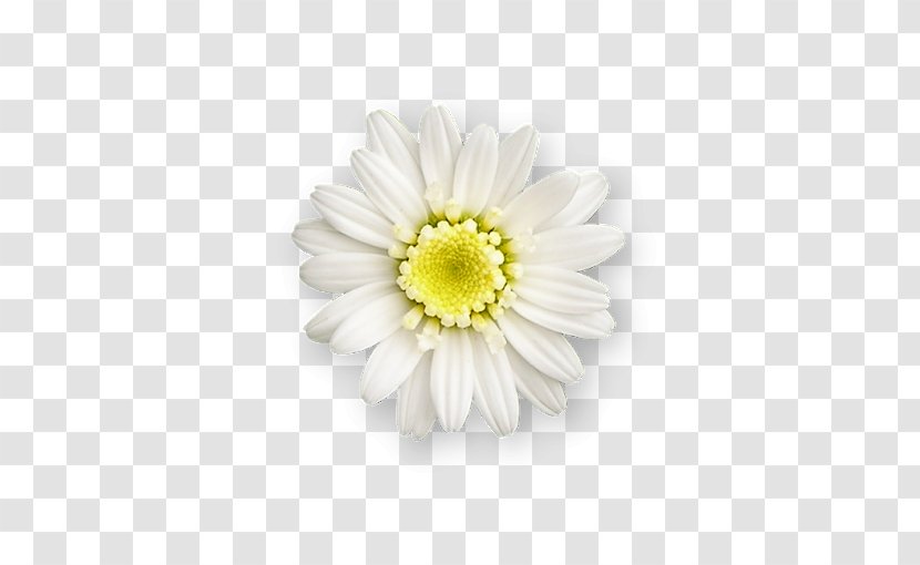 Desktop Wallpaper Clip Art - Flowering Plant - Flores Azuis Transparent PNG