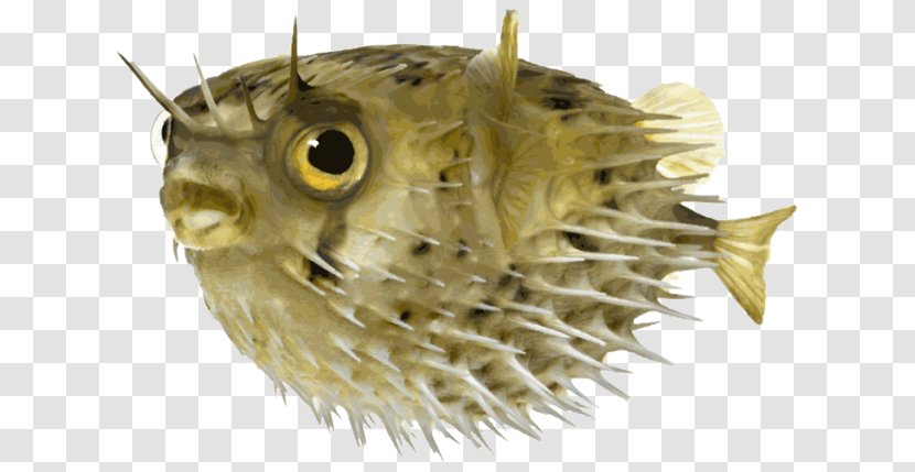 Pufferfish Long-spine Porcupinefish Stock Photography - Alamy - Fauna Transparent PNG