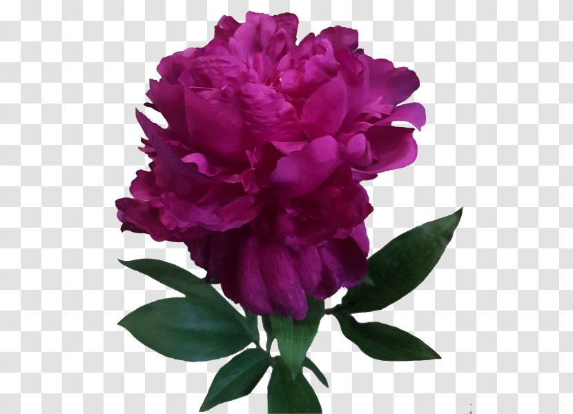 Peony Cut Flowers Rose Family Transparent PNG