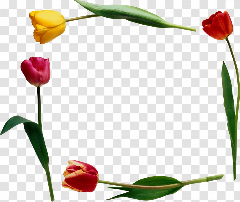 Flower Tulip Clip Art - Tree Transparent PNG