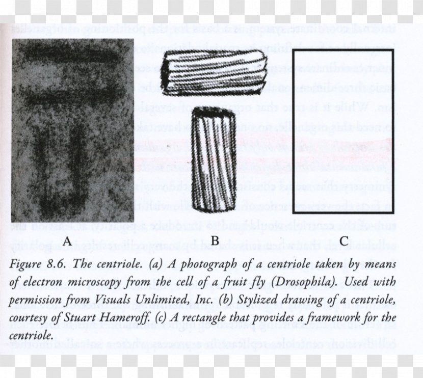 Pineal Gland Third Eye Jung The Mystic: Esoteric Dimensions Of Carl Jung's Life And Teachings Endocrine - Esotericism Transparent PNG