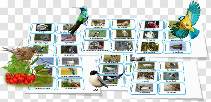 Plastic Animal Biodiversity Language Nomenclature - Organism - Tool Transparent PNG