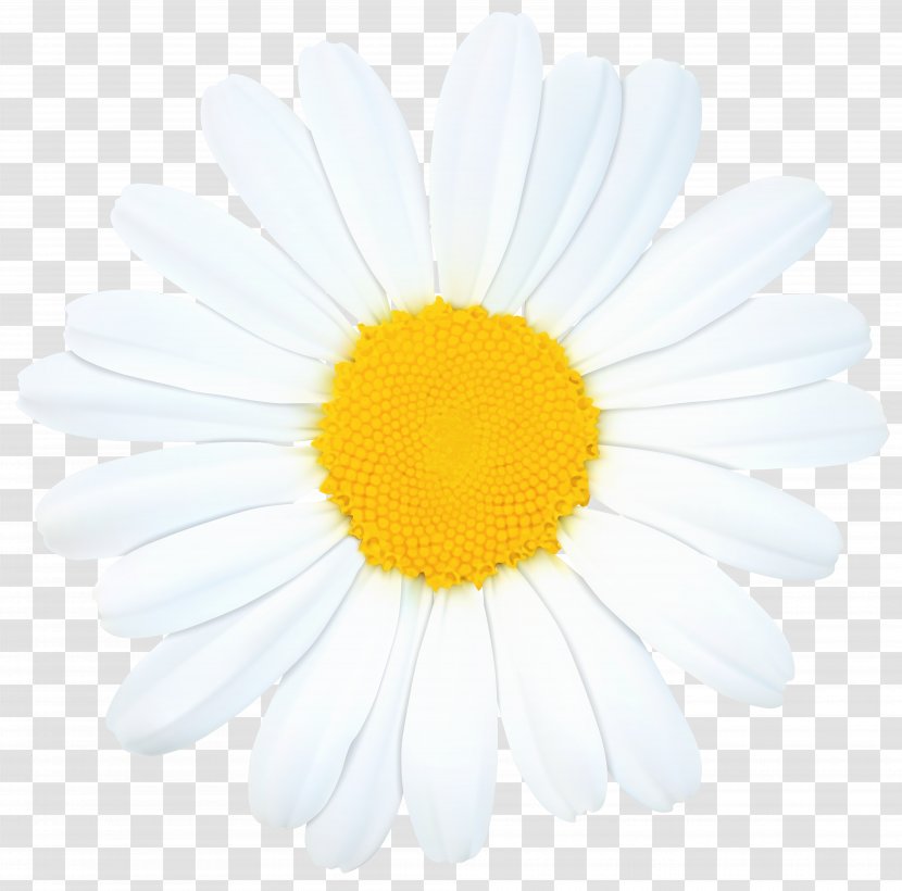 Roman Chamomile Oxeye Daisy Chrysanthemum Transvaal Argyranthemum Frutescens - Marguerite - Clip Art Image Transparent PNG