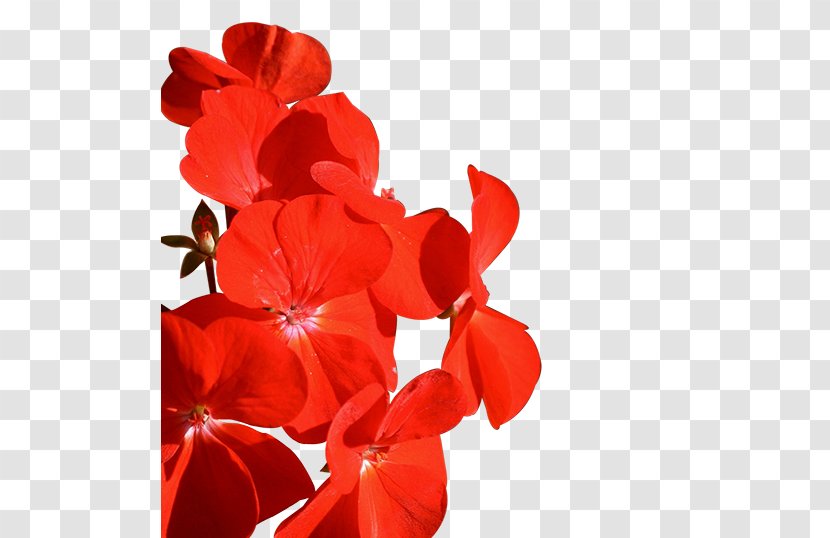 Petal Cut Flowers Flowering Plant Transparent PNG